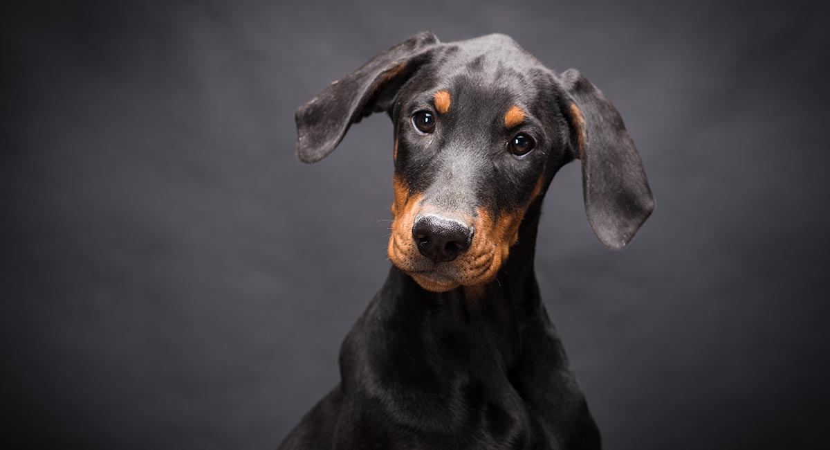 the doberman temperament heres what to